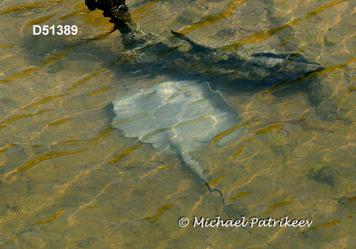 Caribbean Whiptail Stingray (Styracura schmardae)